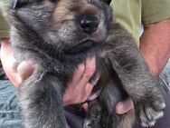 Eurasier-Mix Welpen suchen liebevolles Zuhause - Großdubrau