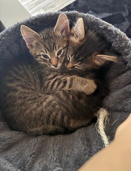 💛 Zwei zuckersüße Brüder suchen ihr Für-Immer-Zuhause 💛 - Laichingen