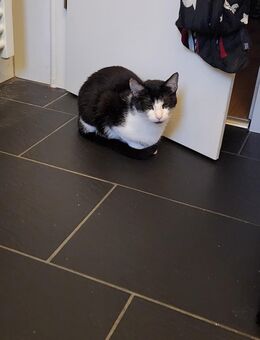 Kater sucht neues Zuhause - Baunatal