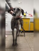 Princesa, weiblich, Windhund, geb. 15.12.2023 in 32547