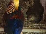Goldfasan Küken junge rote Fasan - Neustadt (Sachsen) Hohwald