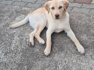 Labrador Welpen - Peitz