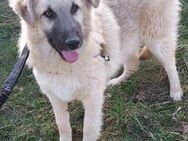 Schüchterner Leon❤ sucht sein Zuhause - Seggebruch