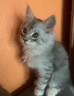 Main Coon Kitten reinrassig - Duisburg