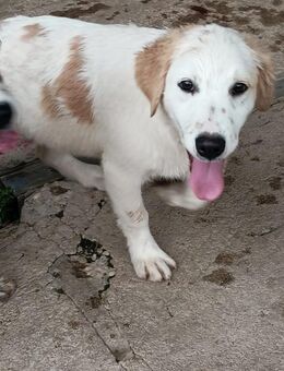 ZAZOU 💛💛💛 unbeschwert und verspielt - Herxheim (Landau)