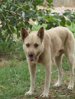THIAGO - sanfter, neugieriger Rüde - Kallmünz