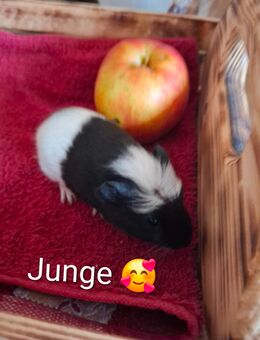 Verkaufe süße Meerschweinchen Babys - Rostock