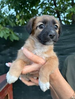 Wani sucht seine Familie - Celle