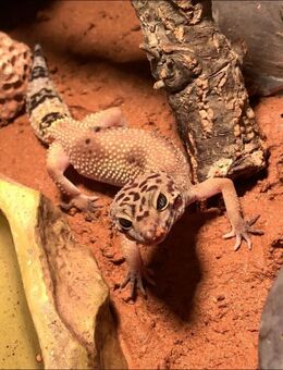 Leopardgecko mit Komplett Terrarium (High Yellow) – Weiblich - Wangen (Allgäu) Zentrum