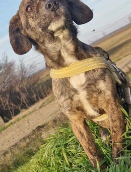 Lissy; einfach aussortiert - Geilenkirchen