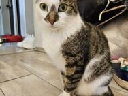 Candy freundliche Kinderkatze - Unterföhring