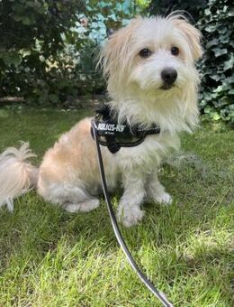 Merlin 1-jähriger Malteser Mix - Kassel