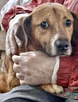 RUDI ein sanfter,kleiner Rüde - Koblenz