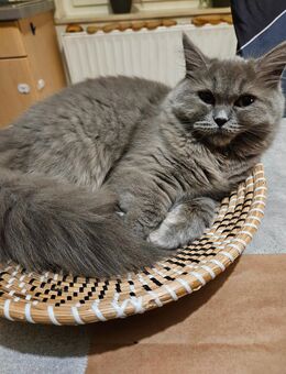 BLH/BKH Kitten - Bebra