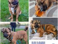 MUSTI -rundum tolles Hundekind- - Duisburg