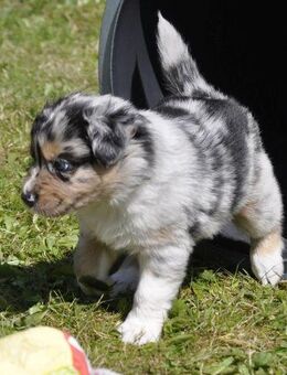 Australian Shepherd Welpen mit ASCA Papieren suchen das perfekte Zuhause - Wanderup