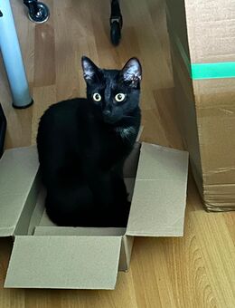 Batman sucht ein Liebevolles Zuhause - Hanau (Brüder-Grimm-Stadt)