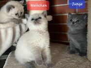 Reinrassige BKH Kitten - Brakel