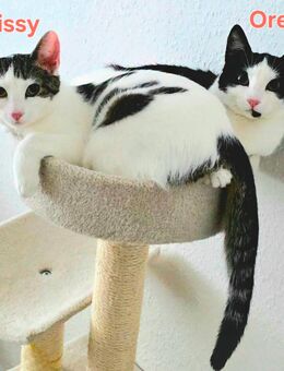 Zwei liebe Katzenschwestern in verantwortungsvolle Hände abzugeben - Mönchengladbach