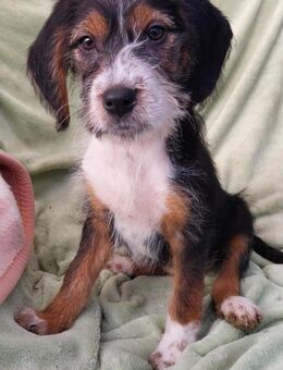 sucht ihr Körbchen auf Lebenszeit - Berlin