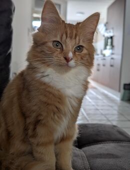 Kätzchen mit komplettem Zubehör - Aachen
