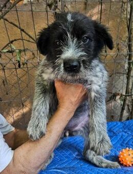 Lilo, nettes Hundemädchen sucht Zuhause - Unterföhring