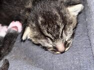 Kitten abzugeben ab August - Merzig