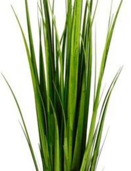 Kunstpflanze Stretton Pampasgras, Home affaire, Gras