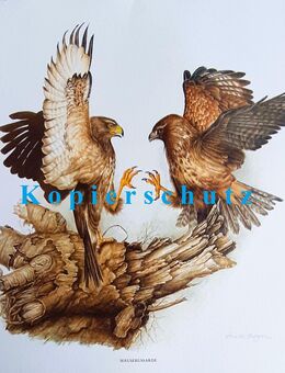 Rarität Aquarell Naturmotiv Mäuse Bussard Kunstdruck Reproduktion - Lüneburg
