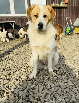 Haribo gerettet von der Straße in RO - Blankenheim (Nordrhein-Westfalen)