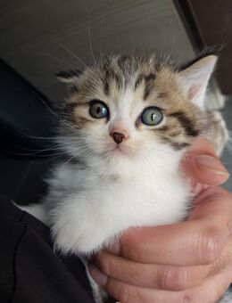 Weiße Katze mit einer britisch-grauen Mutter und einem weißen türkischen Vater, 3 Monate alt, bei bester Gesundheit - Saarbrücken