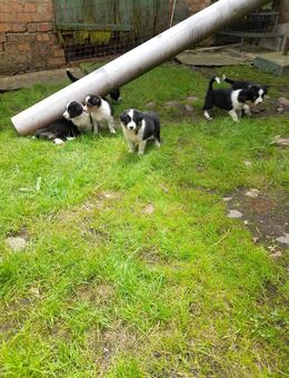 Border Collie Welpen - Finsterwalde Zentrum