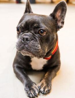 Vino sucht ein zu Hause - Berlin