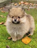 Zwergspitz Pomeranian Welpen- bunte Truppe- in 46286