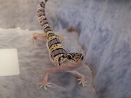 Leopardgecko Männchen - Rühen