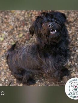 Cajo: Hundekind sucht ein Zuhause - Kirchzell