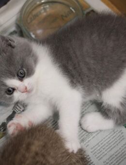Britisch Kurzhaar Kitten mit Ahnentafel. - Rüthen