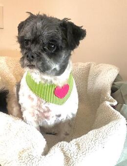 Rocky sucht ein Zuhause - Wolfhagen