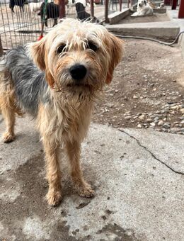 Terrier Mix Hündin sucht ein für immer Zuhause - Leipzig