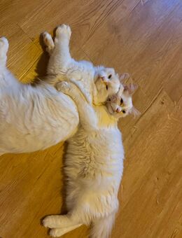 2 Neva Masquarade Ragdoll Brüder nur zusammen - Bochum