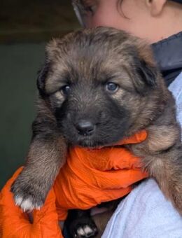 liebe Dori sucht - Kallmünz