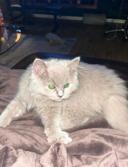 BLH Kater 3 Monate - Bremen