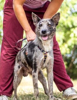 Capper, bildschöner Hütehund-Mix ca. 1 J - Vaterstetten