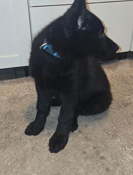 SCHWARZE Schäferhundwelpen - Gelsenkirchen