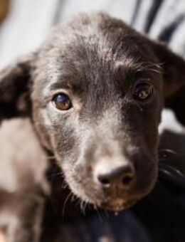 Ljubavi 💗 junger, lebensfroher Hundebub - Hamburg