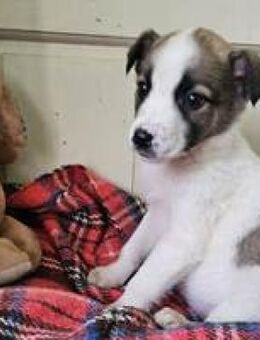Miska entzückendes Hundekind - Hüllhorst