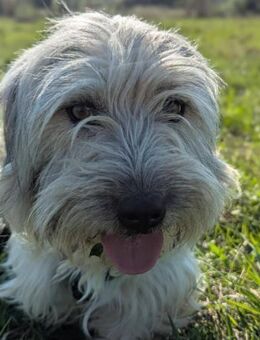 Ella sucht ein liebevolles Zuhause - Blankenheim (Nordrhein-Westfalen)