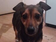 Hallo ich bin lewie ein dackel-jackrussel mischling männchen und such ein neues zuhause - Köln