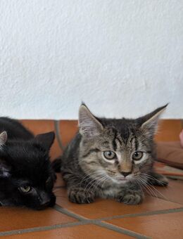 Katzenbaby vom Bauernhof abzugeben - Heimbach (Nordrhein-Westfalen)