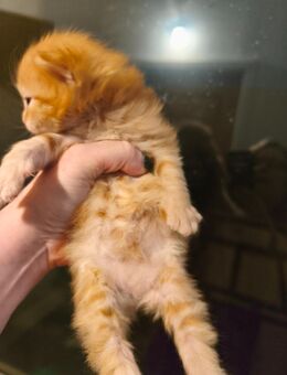 Maincoons persermix kitten - Kerpen (Kolpingstadt)